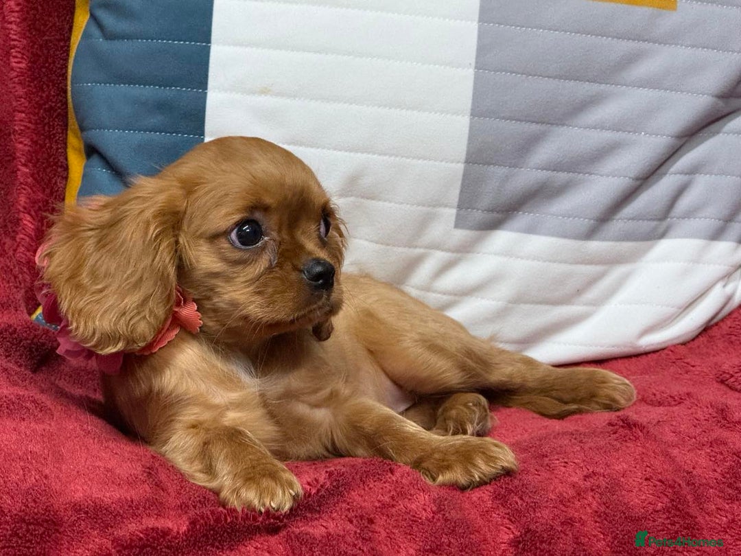 Cavalier King Charles Spaniel dogs for sale: Cavalier king Charles  Ruby's puppy's   - Image 32