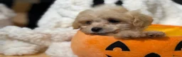 Poochon dogs for sale: Stunning litter of poochons ready now - Advert 26
