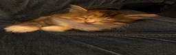Mixed Breed cats for sale: Female Kitten  in Northampton - Advert 5