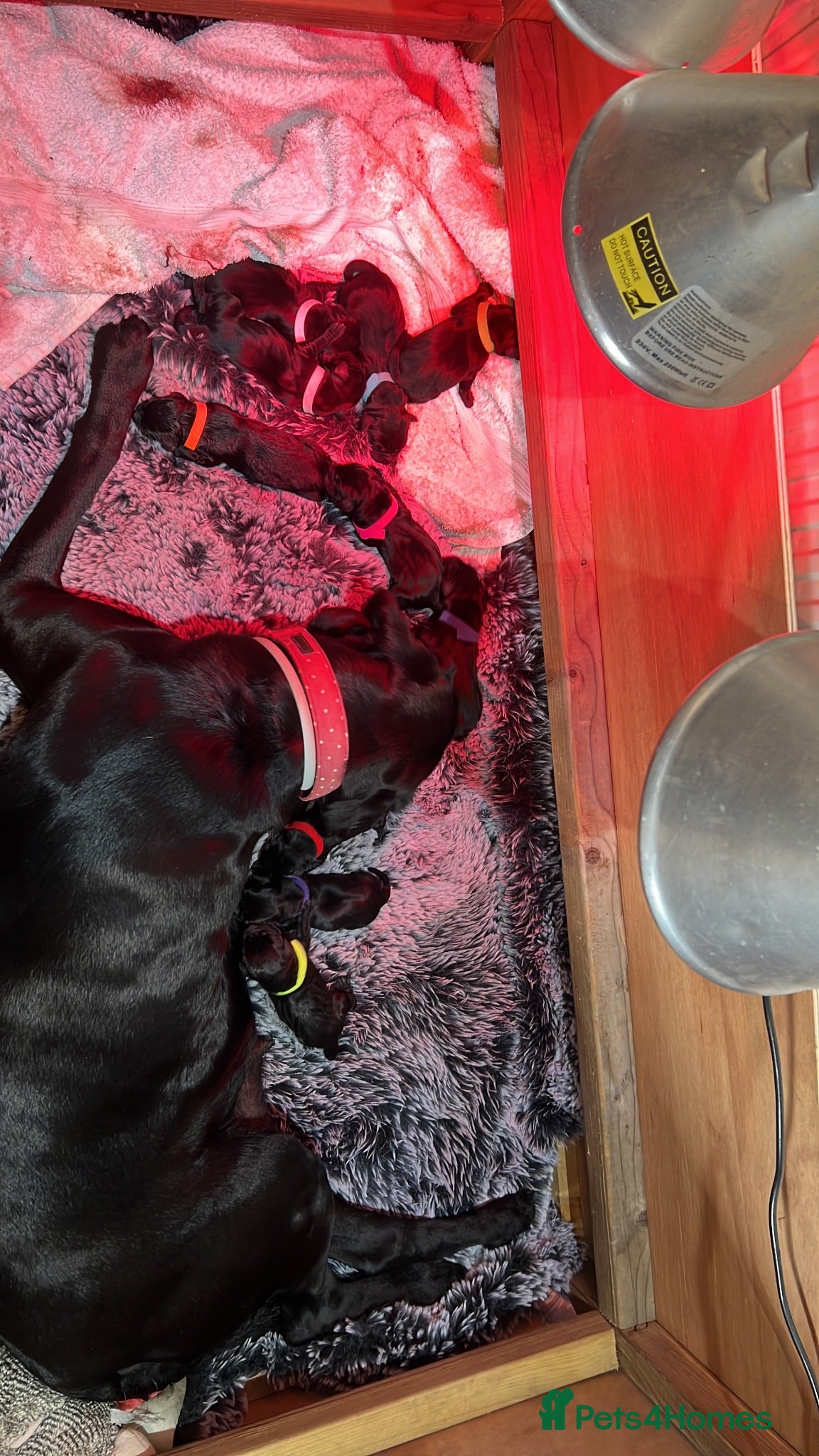 Labrador Retriever dogs New Born Black Labrador Puppies - Advert 2