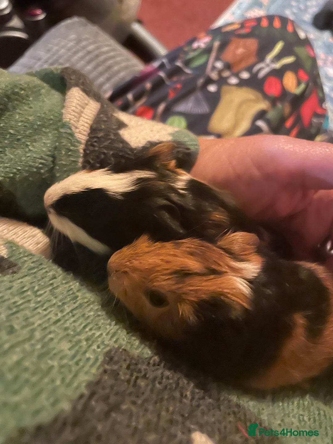 Guinea Pig rodents for sale: Two beautiful tricolour boars ready for a new home - Advert 3