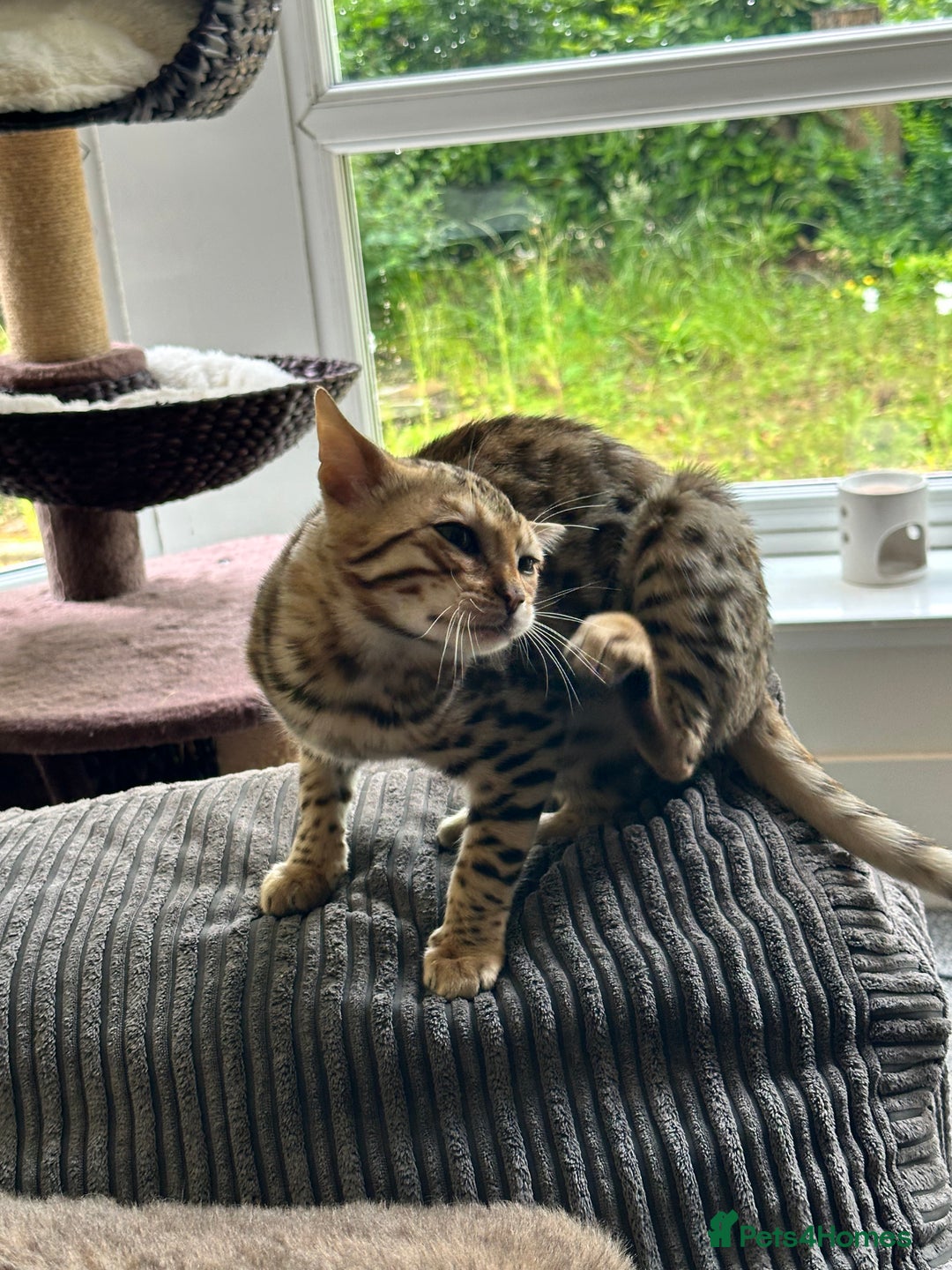 Bengal cats for sale: Beautiful Male TICA registered Bengal Kitten - Image 8