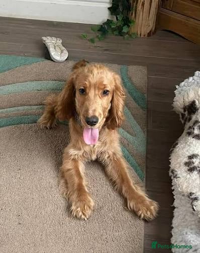 American Cocker Spaniel dogs Golden spaniel - Advert 4