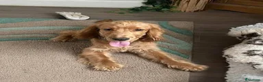 American Cocker Spaniel 1