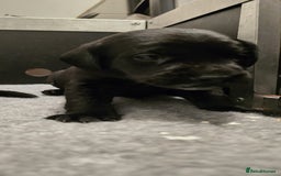 Labrador Retriever dogs for sale: Beautiful boys - Image 12