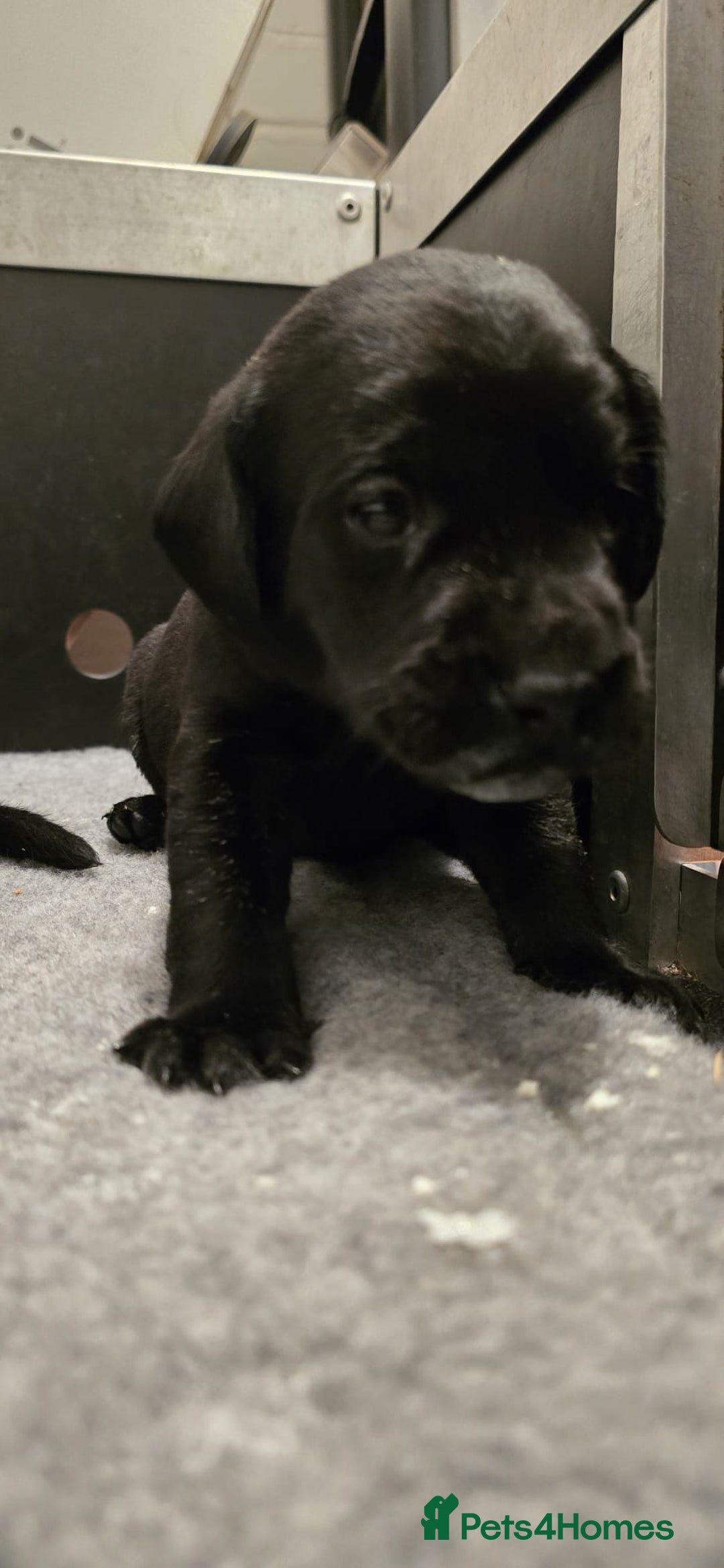 Labrador Retriever dogs for sale: Beautiful boys - Image 12