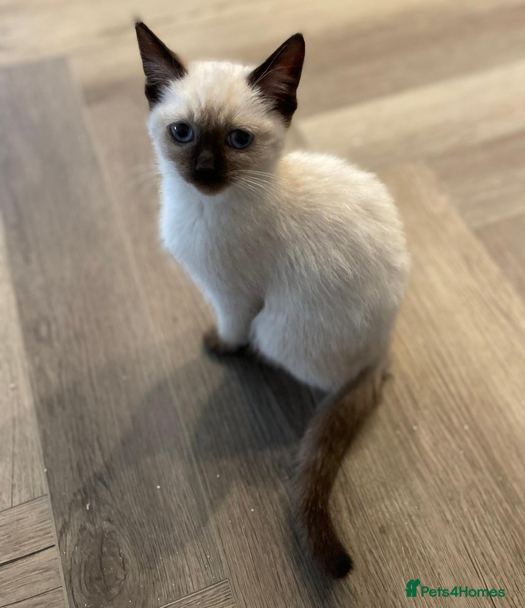 Ragdoll cats for sale: Purebred Female Seal Point Ragdoll Kitten £600 - Advert 4