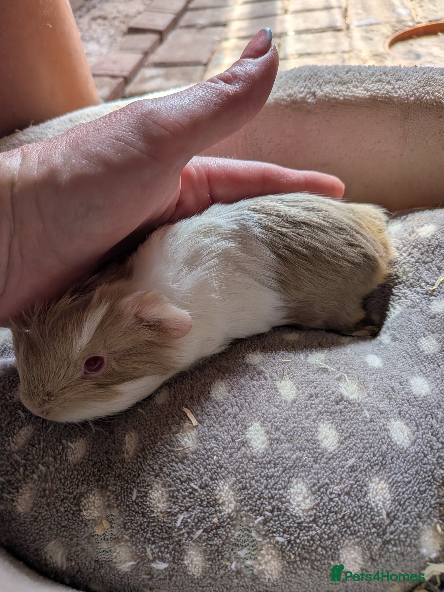 Guinea Pig rodents 2 little baby boy Guinea pigs - Advert 12