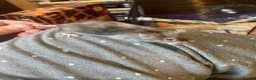 Mouse rodents for sale: Angora Baby Mice READY NOW - Advert 2