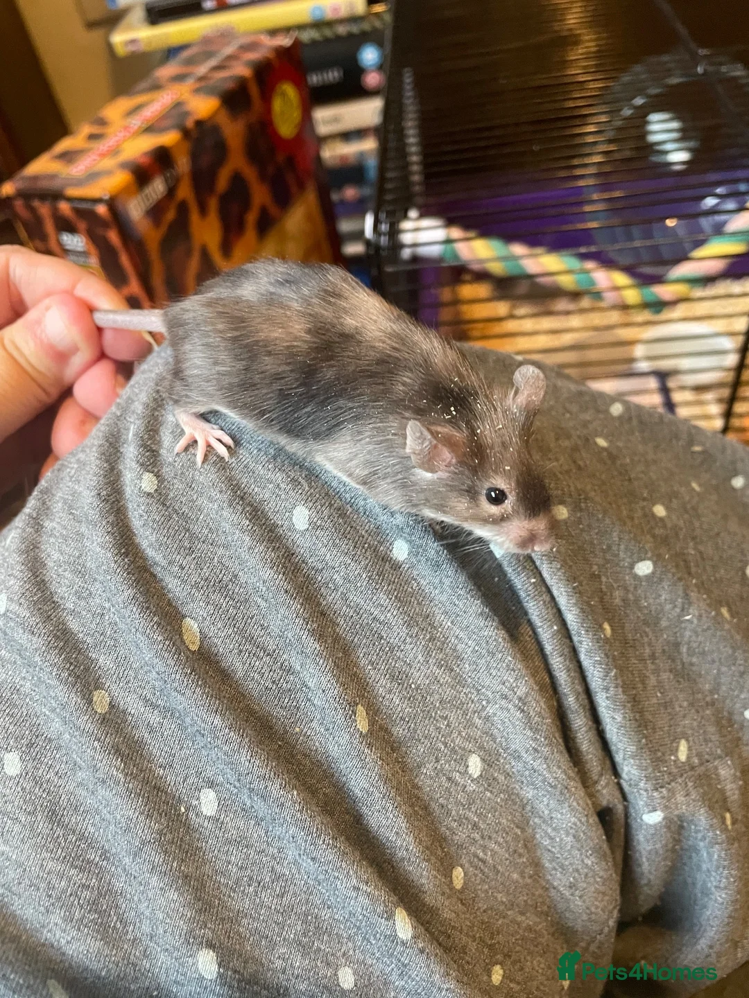 Mouse rodents for sale: Angora Baby Mice READY NOW - Advert 2