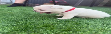 French Bulldog 3