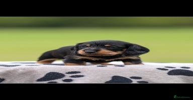 Dachshund dogs - Advert 14