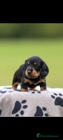 Dachshund dogs - Advert 14