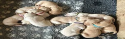 Labrador Retriever dogs for sale: Exceptional yellow/golden KC reg Labrador puppies - Advert 2