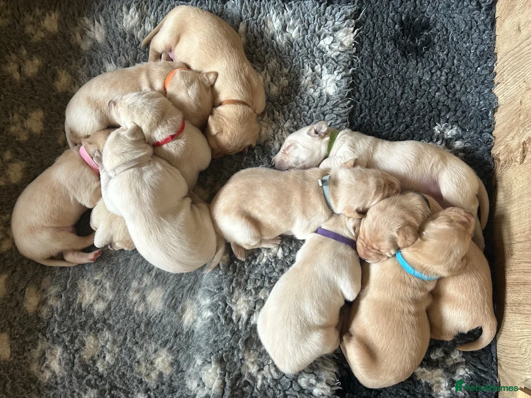 Labrador Retriever dogs for sale: Exceptional yellow/golden KC reg Labrador puppies - Advert 2