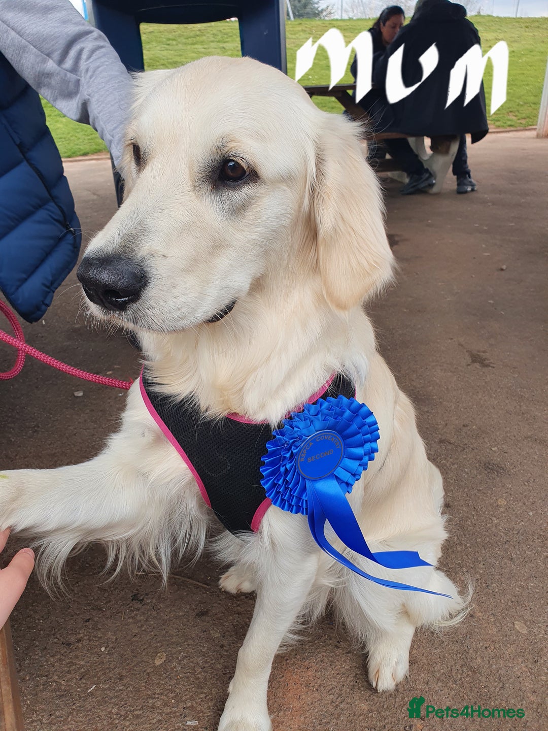 Golden Retriever dogs for sale: KC registered Beautiful Golden retriever puppies  - Advert 12