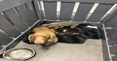 Miniature Dachshund dogs - Advert 10