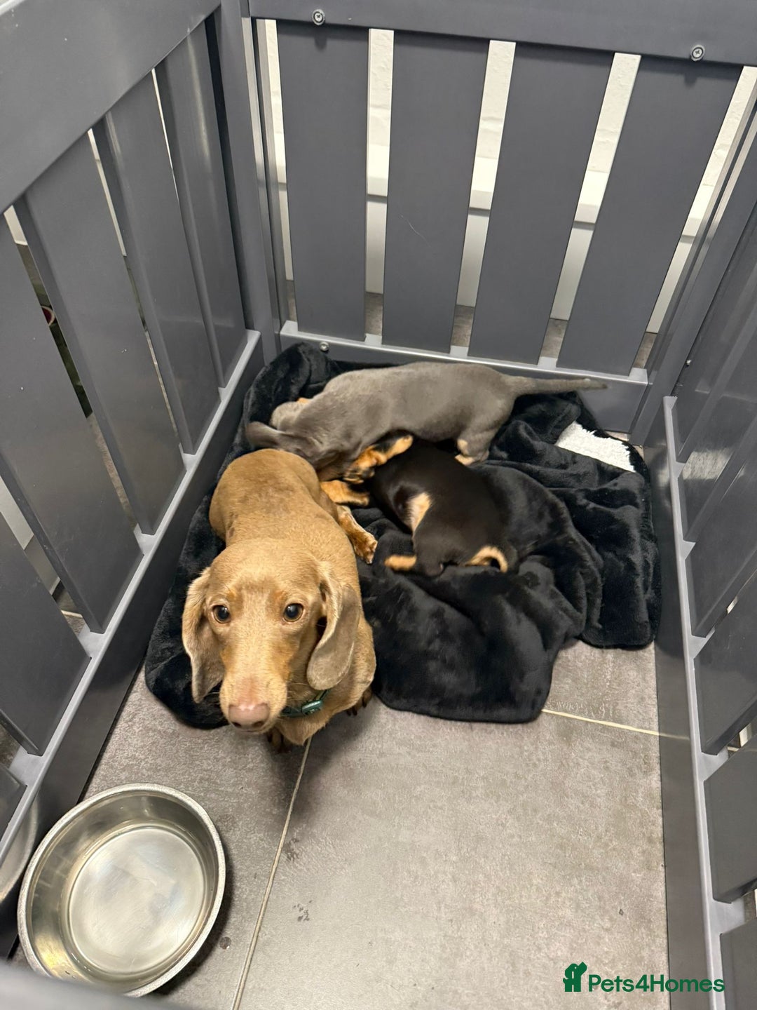 Miniature Dachshund dogs for sale: 2 stunning miniature dachshund puppy’s  - Image 2