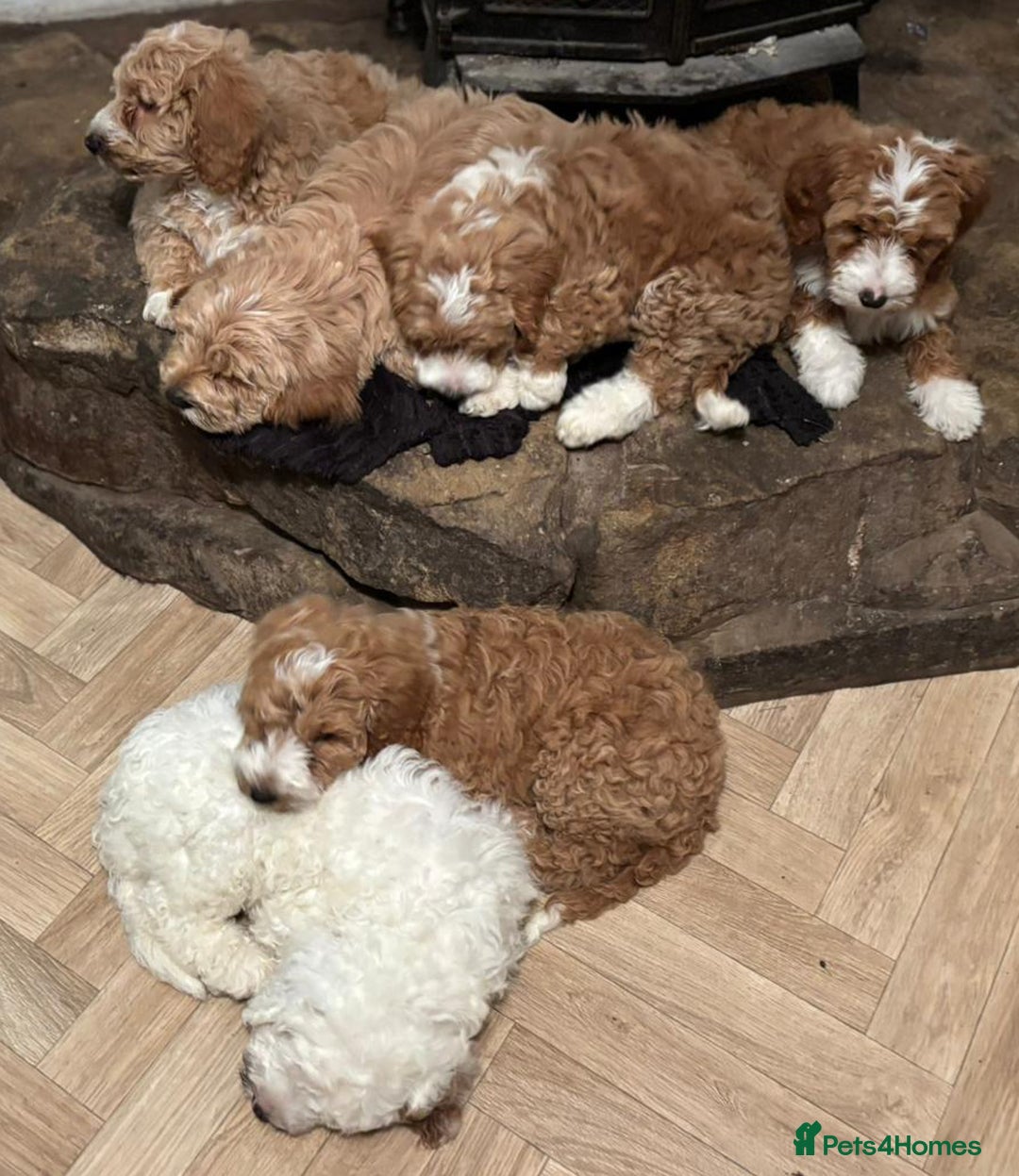 Australian Labradoodle dogs for sale: Australian Labradoodles for Sale - Advert 11