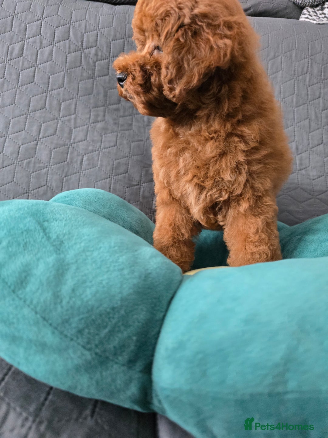 Toy Poodle dogs for sale: Toy poodle  K C Registered  - Image 6