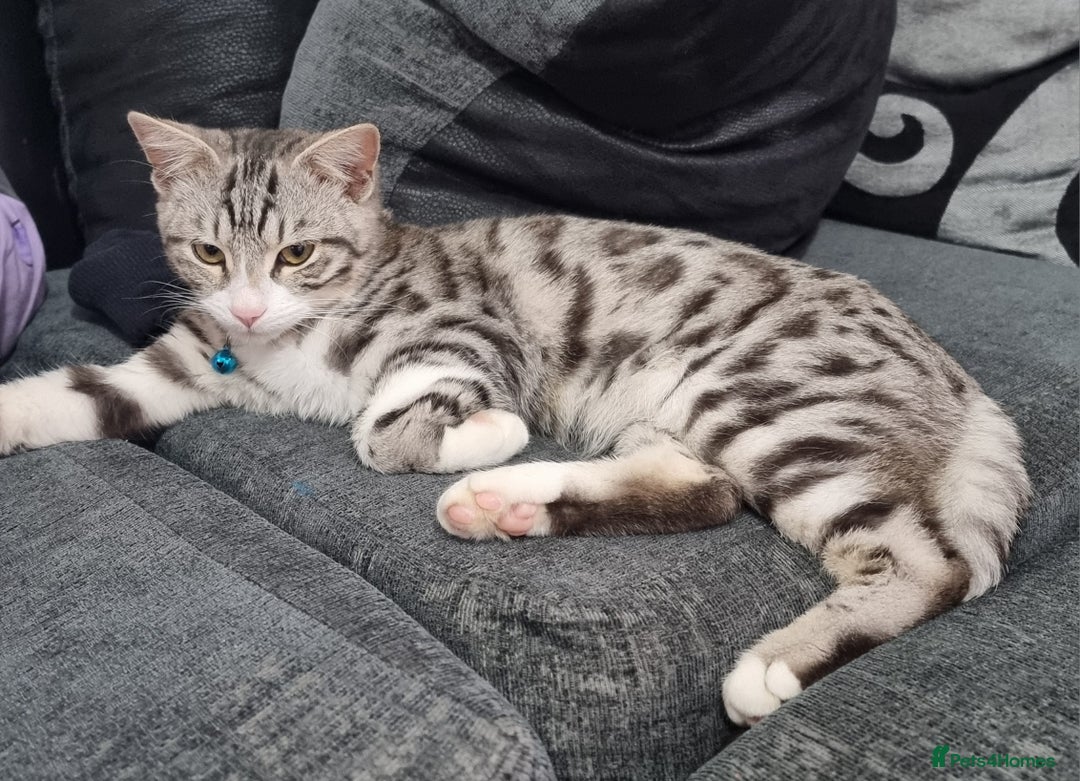 Bengal cats for sale: Stunning silver bengal x - Image 5