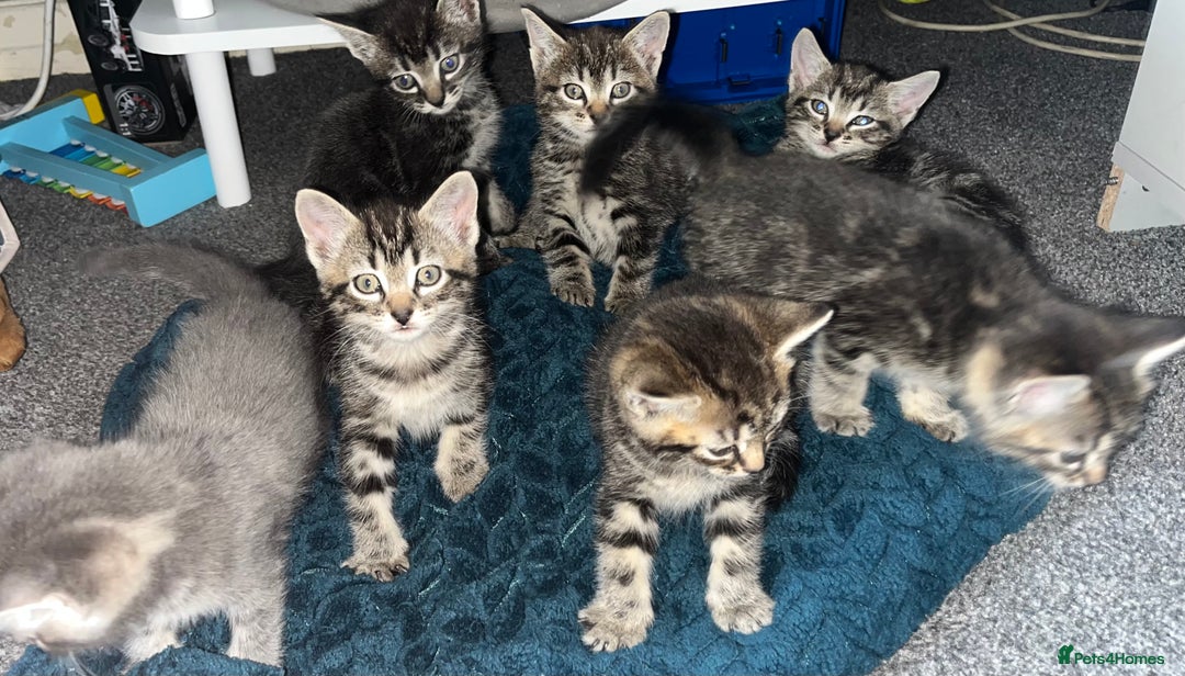 Mixed Breed cats for sale: 7 kittens looking for a home - Image 8
