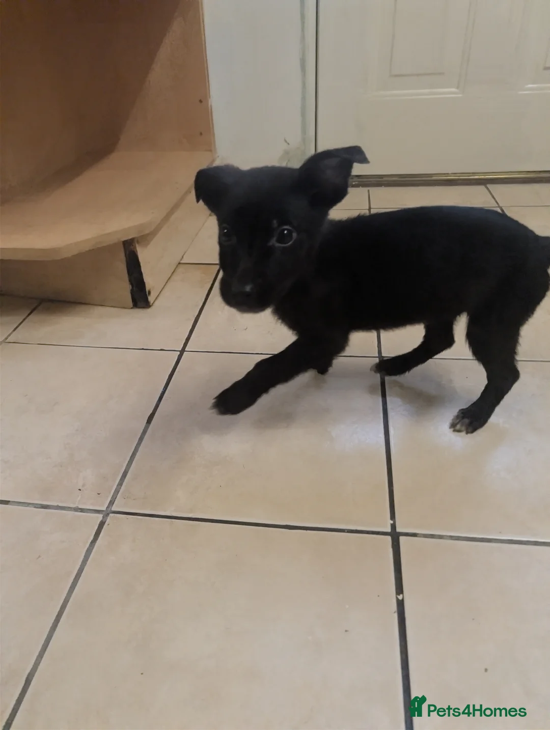 Mixed Breed dogs for sale: Cane corso x German shepherd pups  - Advert 27