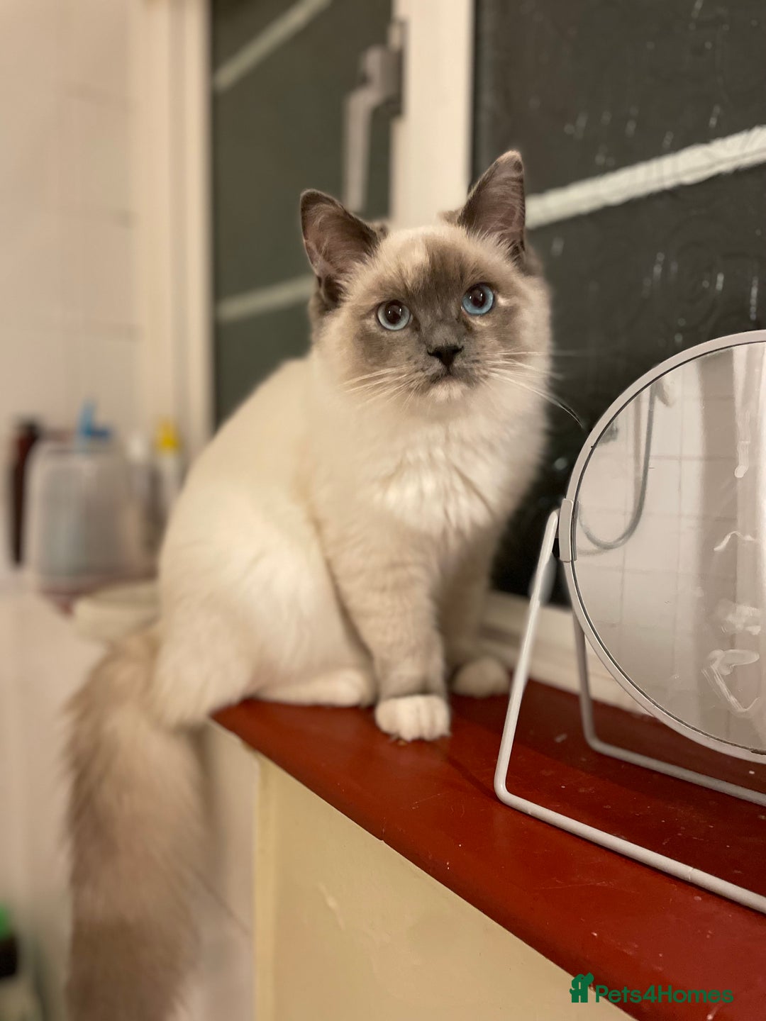Ragdoll cats for sale: Bonded pair of ragdoll kittens - Image 2