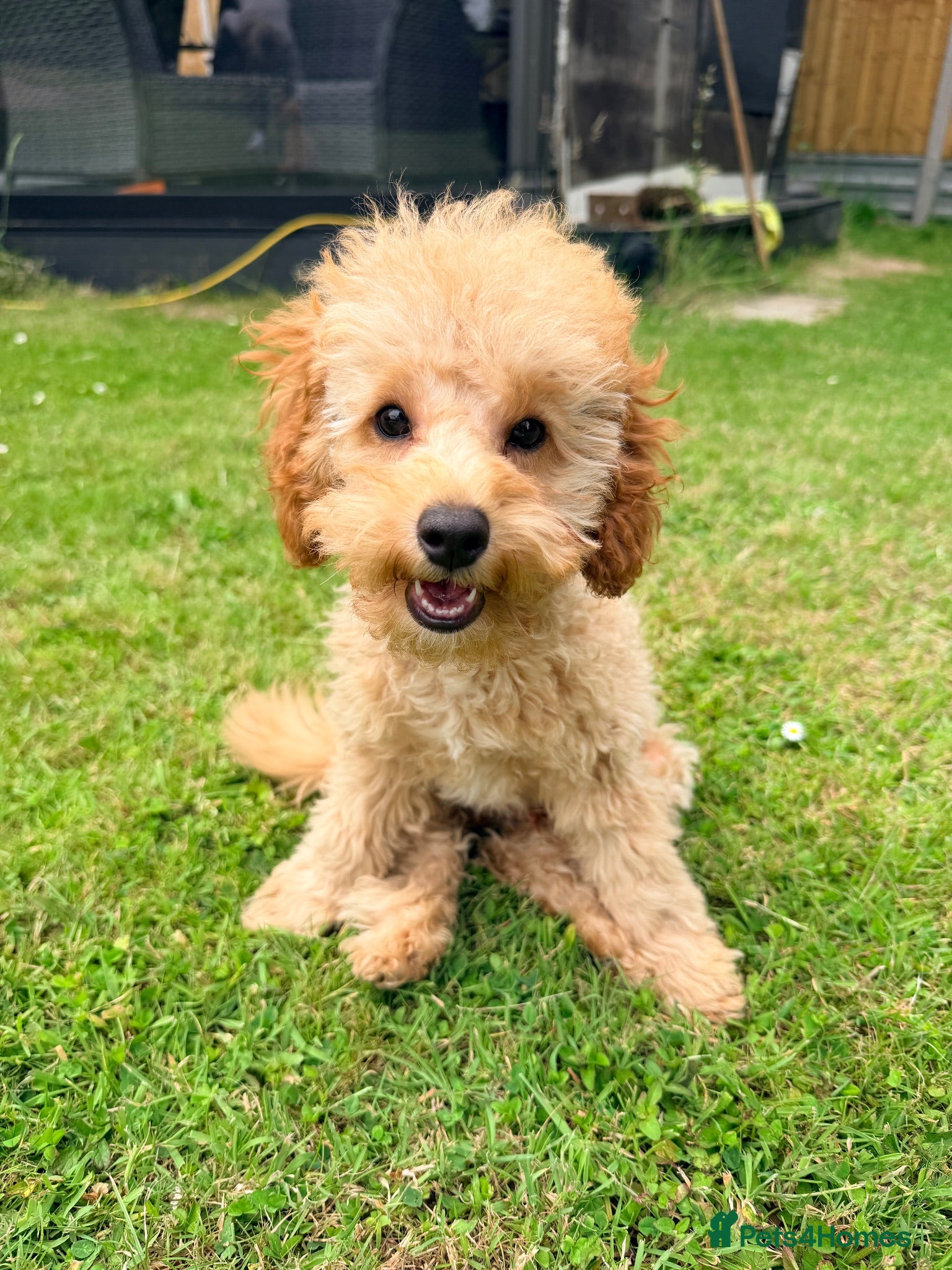 Toy Poodle dogs Beautiful health tested toy poodles  - Advert 1