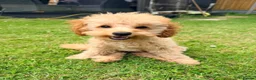 Toy Poodle dogs for sale: 1 boy available healthtested beautiful toy poodle  - Advert 1