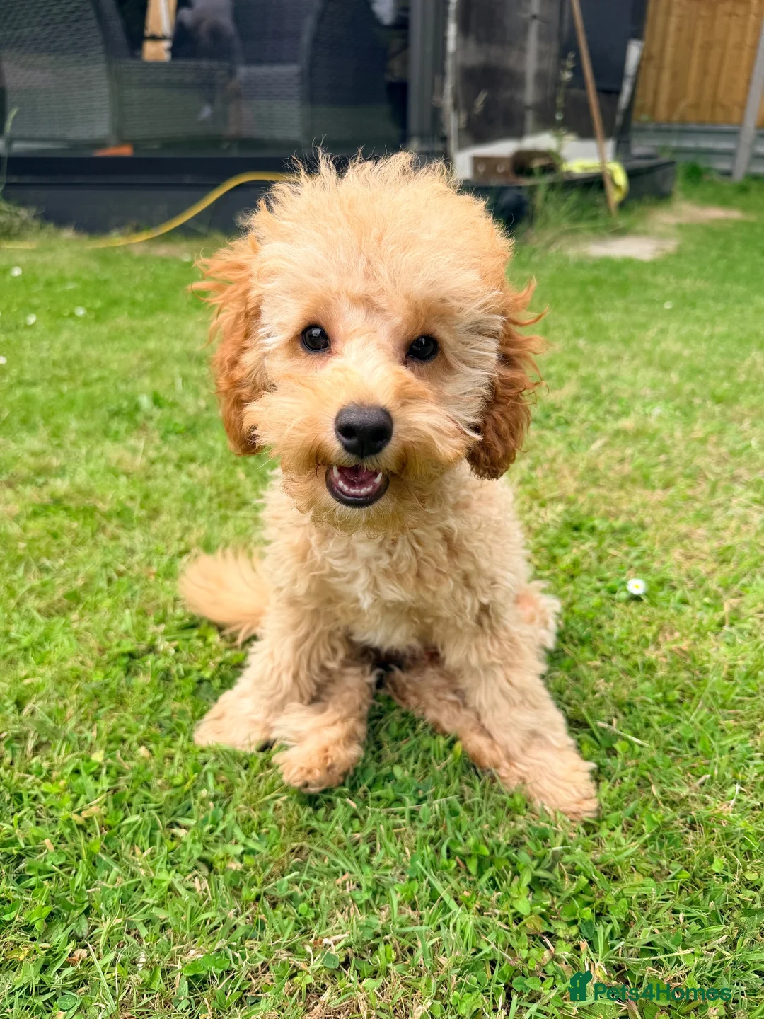 Toy Poodle dogs for sale: 1 boy available healthtested beautiful toy poodle  - Advert 1