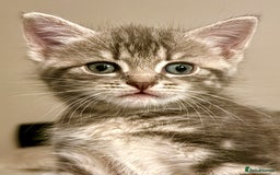 Mixed Breed cats for sale: 4 gorgeous tabby kittens - Image 27