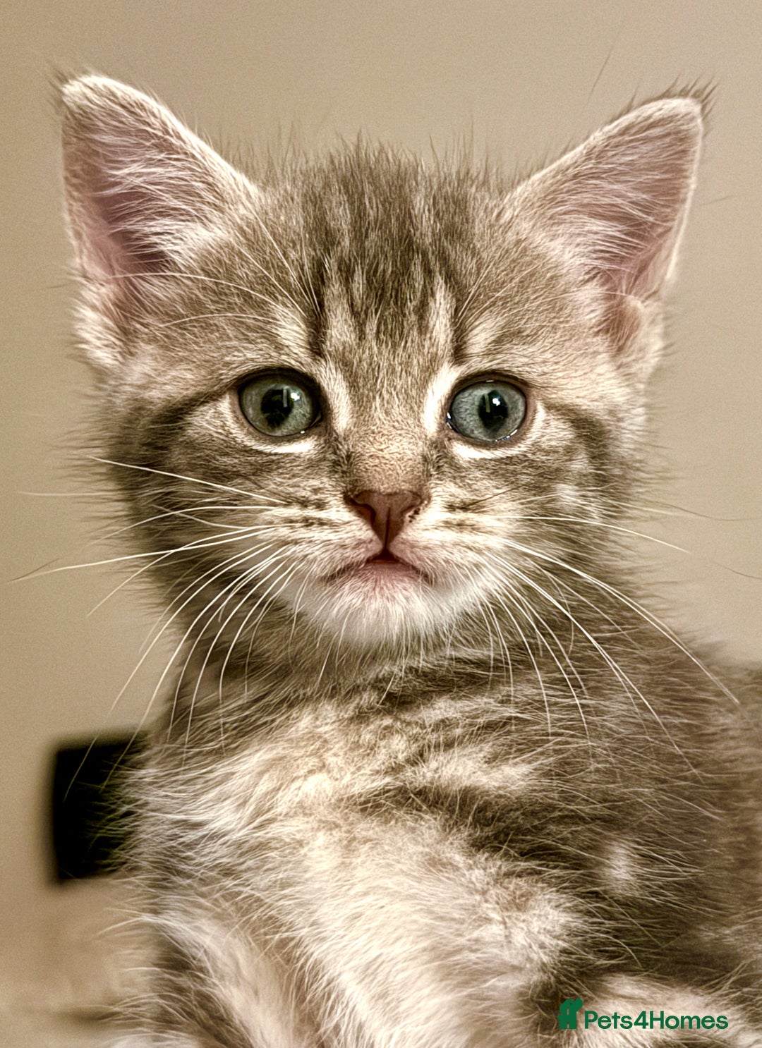 Mixed Breed cats for sale: 4 gorgeous tabby kittens - Image 27