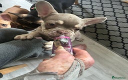 French Bulldog dogs for sale: French Bulldog Puppies in Sowerby Bridge - Image 5