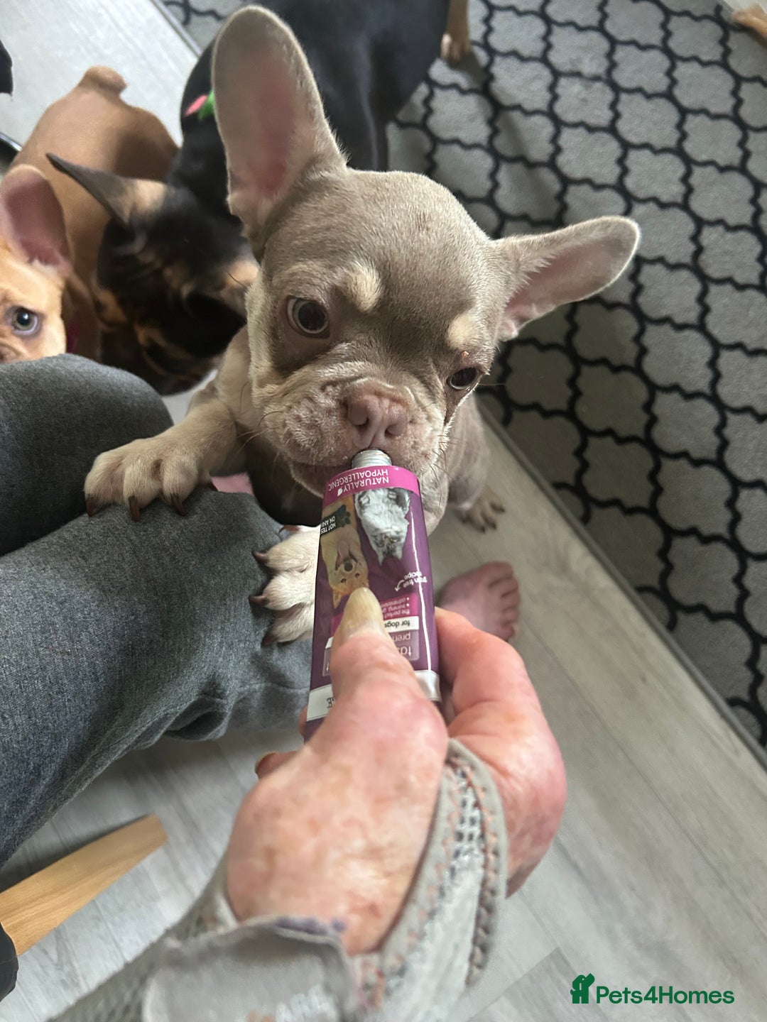 French Bulldog dogs for sale: French Bulldog Puppies in Sowerby Bridge - Image 5