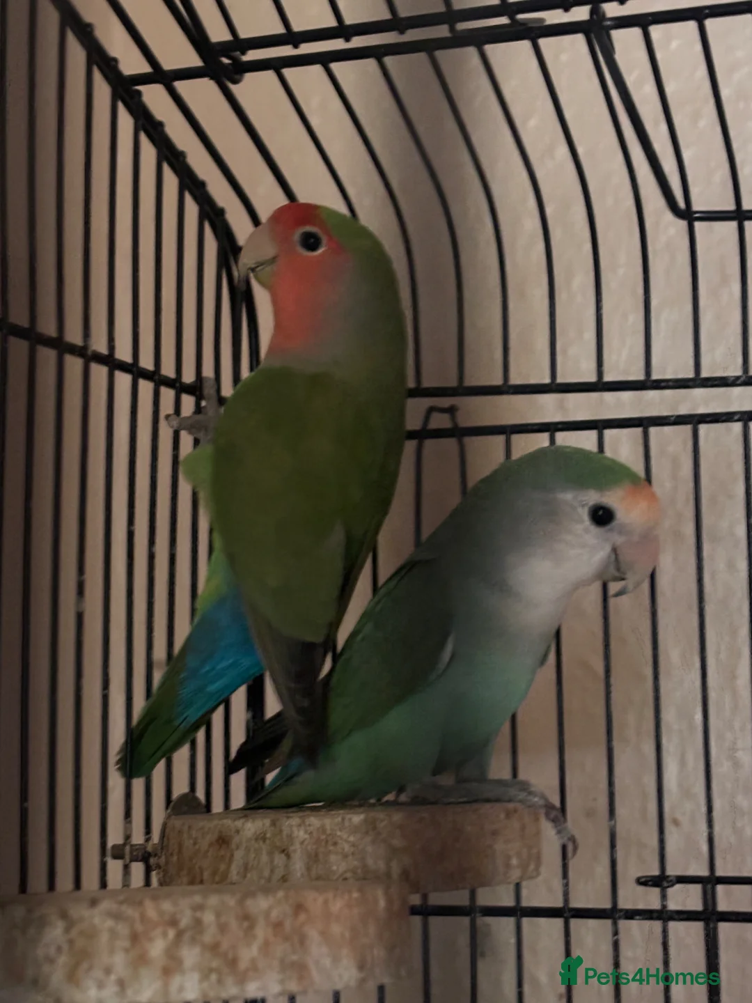 Lovebirds birds for sale: Selling love birds  in Dundee - Advert 2