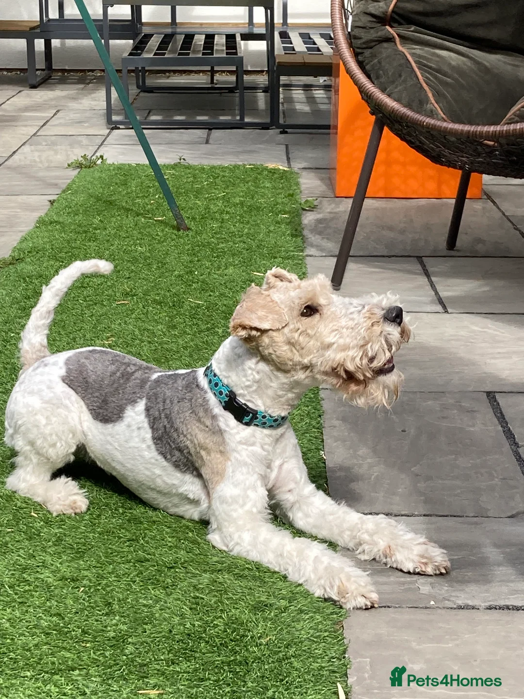 Fox Terrier dogs for sale: *Wire Haired Fox Terrier Pups* - Advert 4