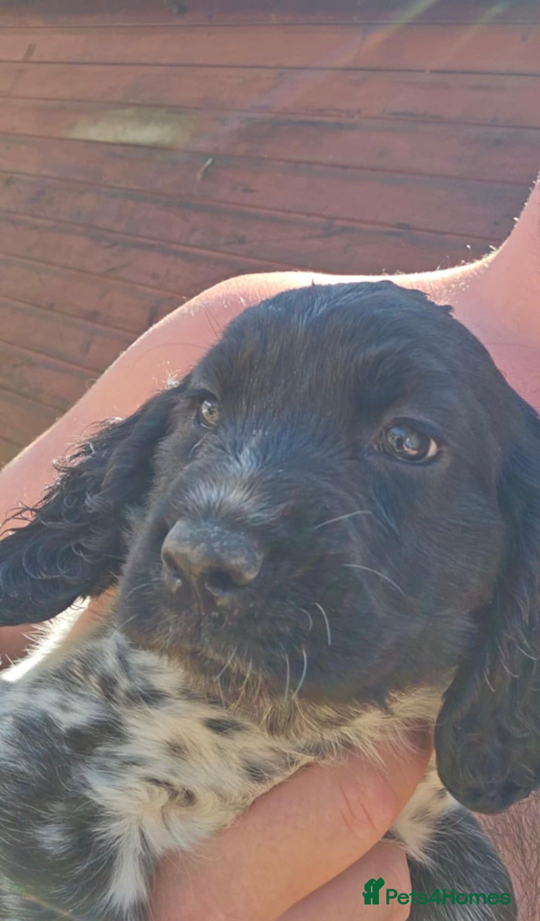 Sprocker dogs for sale: Sprocker puppies  - Image 4