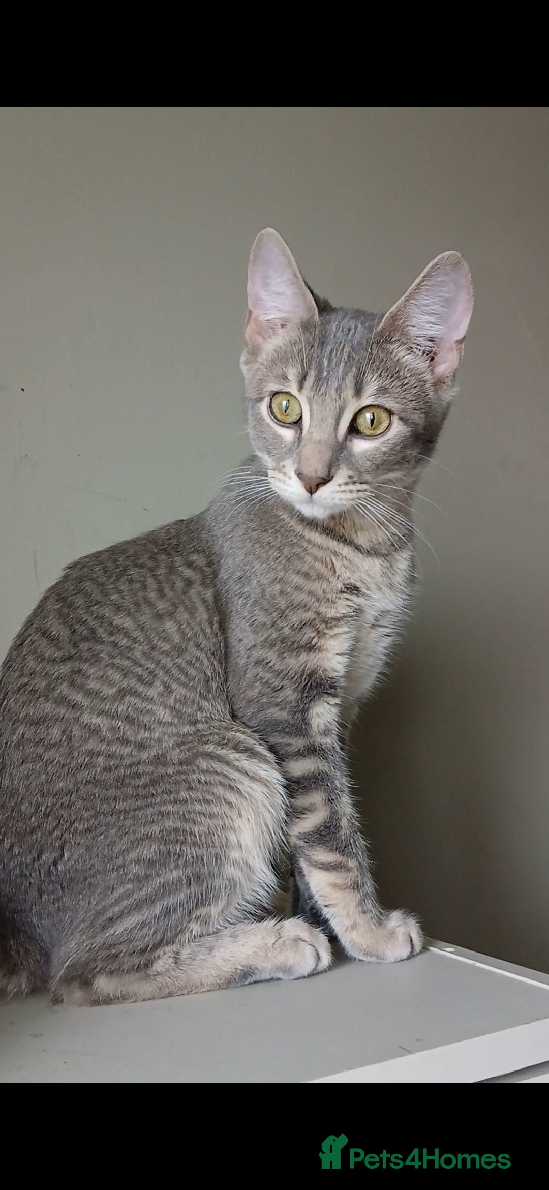 Bengal cats for sale: BENGAL X Kittens ♡ 1 LEFT! BLUE BOY 🩵 - Advert 1