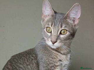 Bengal cats BENGAL X Kittens ♡ 1 LEFT! BLUE BOY 🩵 - Advert 1