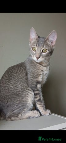 Bengal cats BENGAL X Kittens ♡ 1 LEFT! BLUE BOY 🩵 - Advert 2