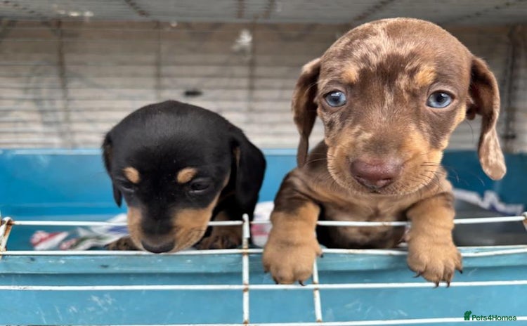 Miniature Dachshund dogs - Advert 5