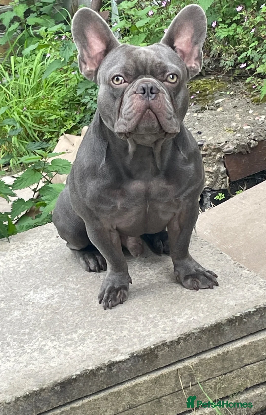 French Bulldog dogs for stud: 👑BOW👑    👇👇👇 - Advert 2