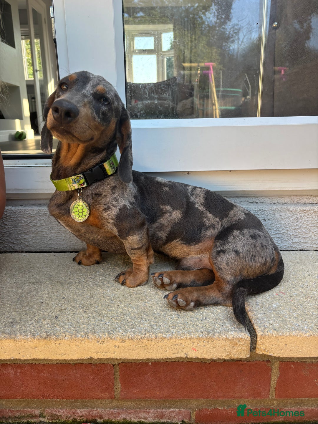 Miniature Dachshund dogs for stud: Miniature dachshund stud dog - Image 3