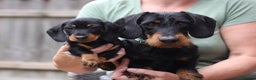 Miniature Dachshund dogs for sale: Kc reg Miniature Wirehaired dachshund bitch - Advert 1