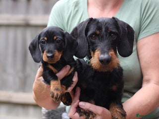 Miniature Dachshund dogs Kc reg Miniature Wirehaired dachshund bitch - Advert 4