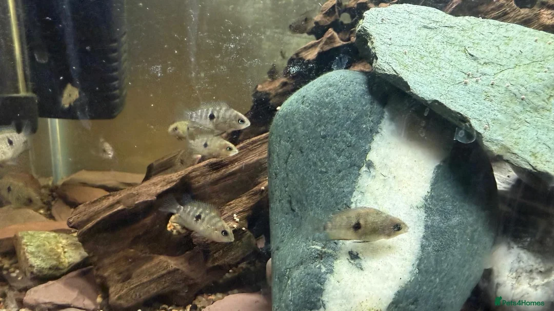 Cichlids fish for sale: Topaz Cichlid  - Advert 1