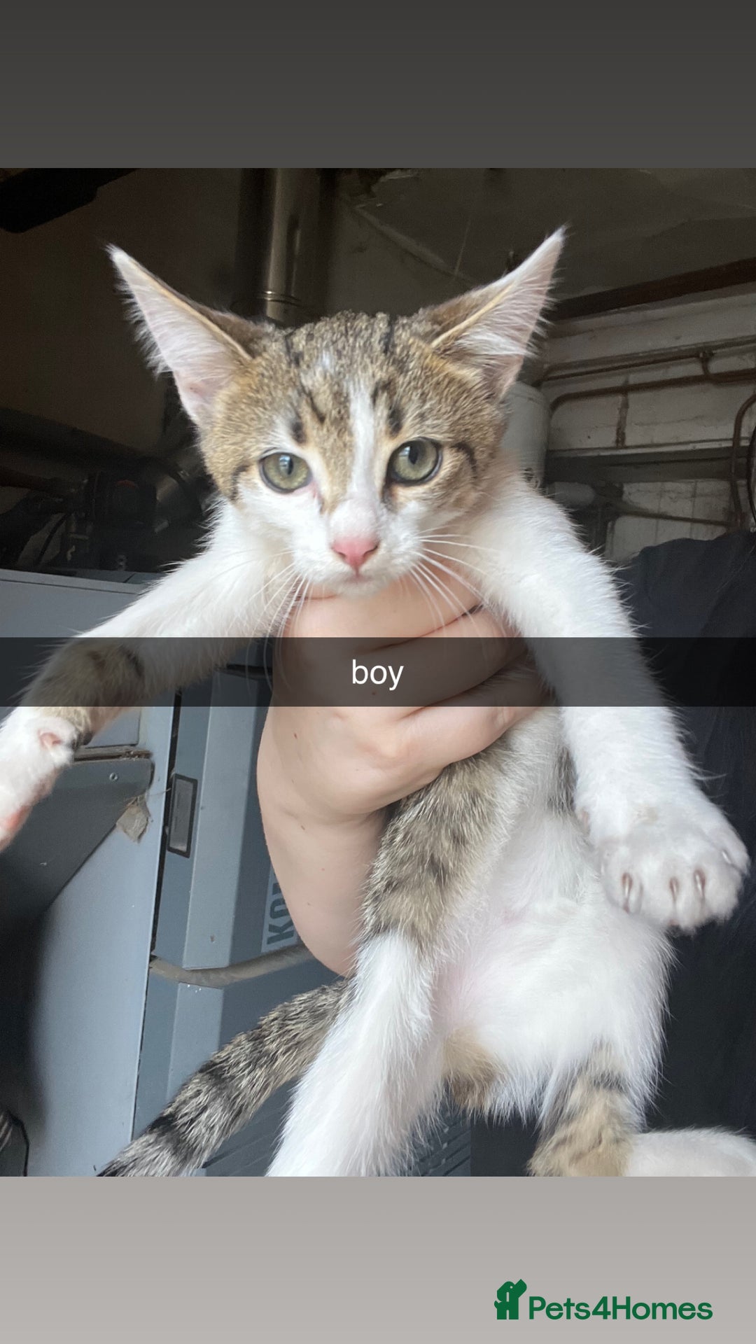 Domestic Shorthair cats for sale: kittens looking for forever home ! - Image 2
