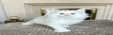 Phoebe 