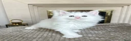 Maine Coon cats for sale: Polydactyl Maine coon kittens  - Advert 17